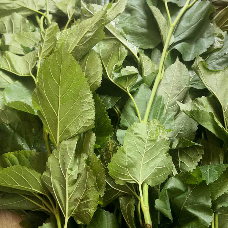 桑叶天然新鲜桑树枝叶中草药材现采500g桑葚其他药食同源食品