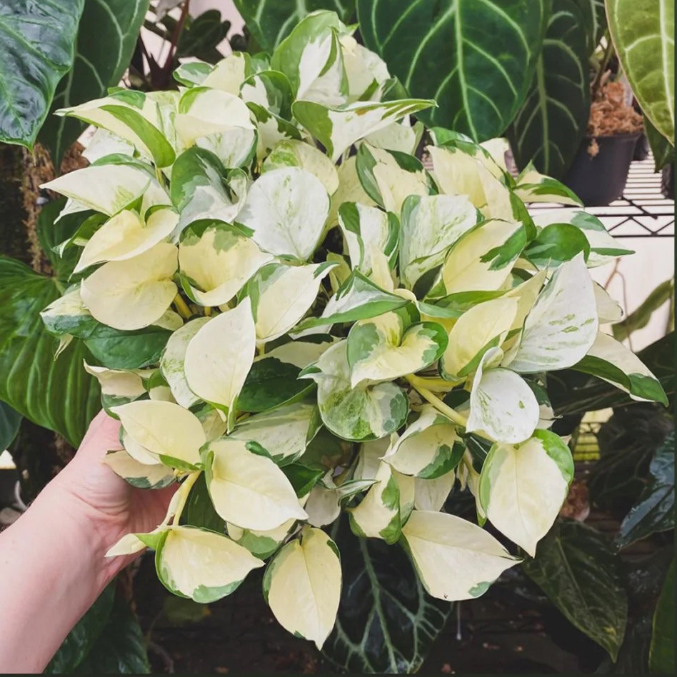 快乐叶子绿萝荷兰进口原盆原土绿植happyleaf时令草本花卉