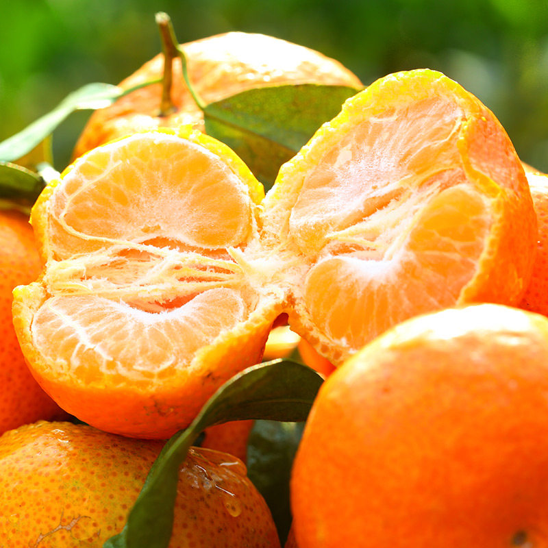 正宗广西砂糖橘整箱顺丰包邮新鲜水果小橘子当季蜜桔510斤特大果