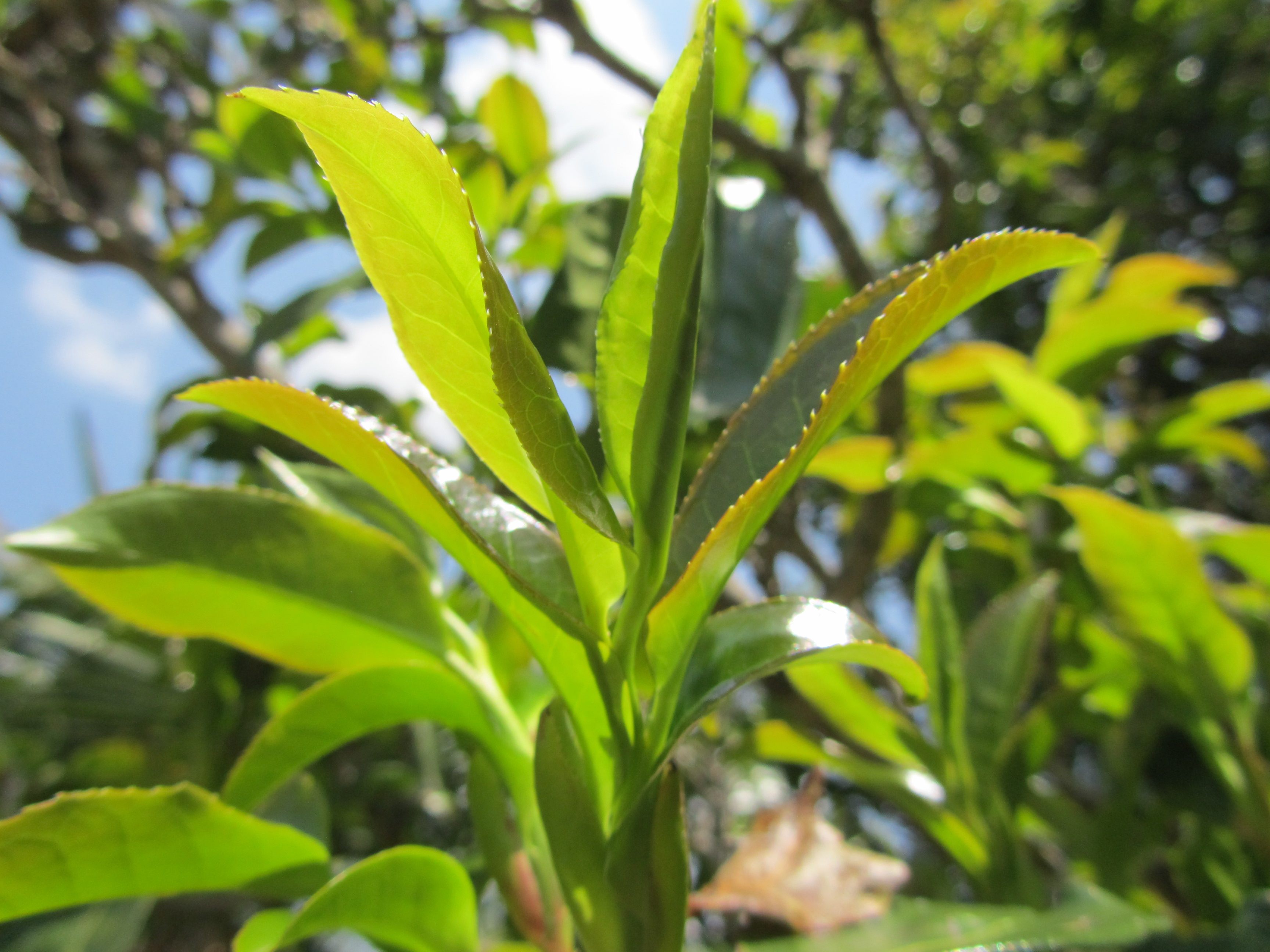 茶叶云南凤庆红茶纯正千年野生古树春茶花蜜滇红