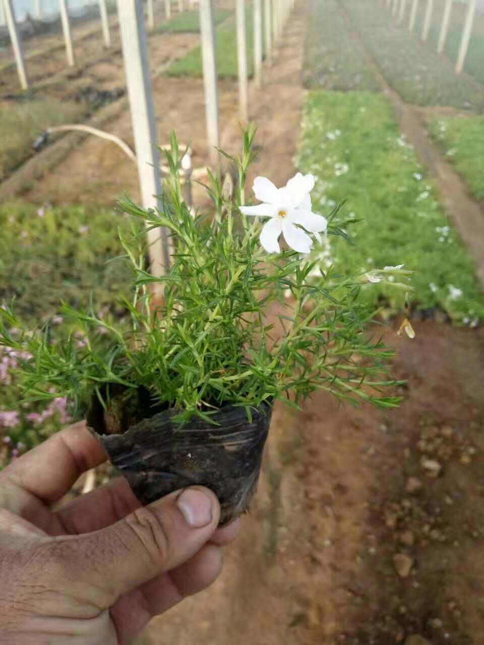 花卉芝樱花苗丛生福禄宿根日本樱花小苗盆栽时令草本花卉