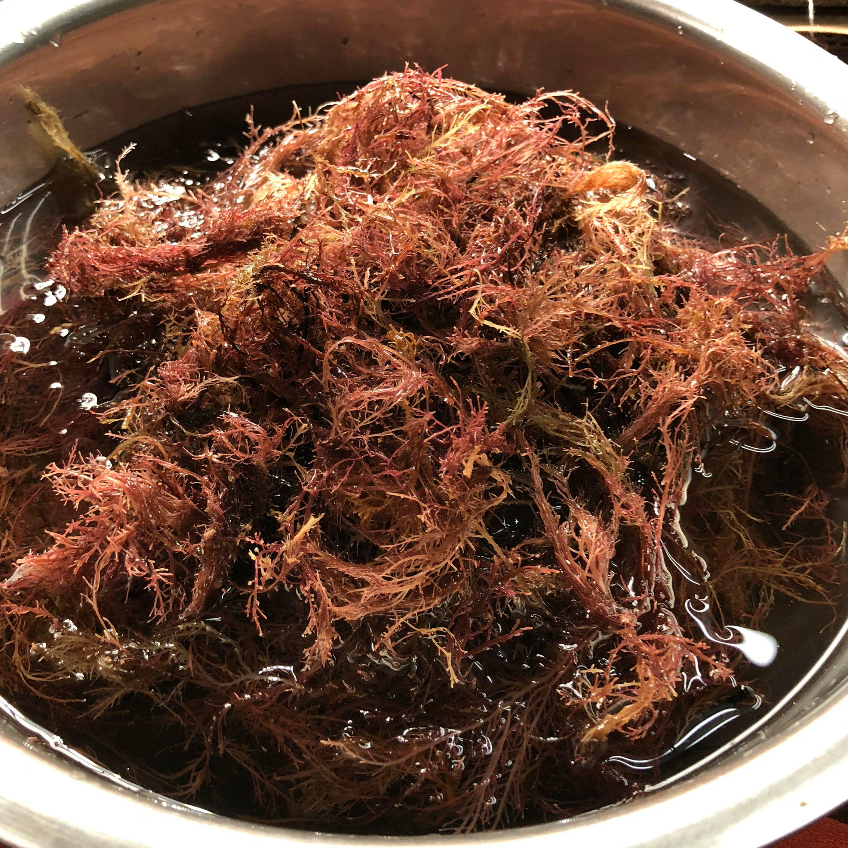 青岛1件莲冻菜木石花冻紫色海根子冻菜石花菜原料海带