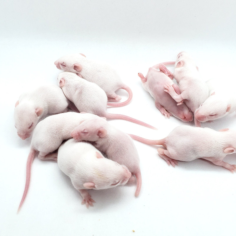 活体乳鼠小白鼠爬宠无菌饲料粉皮红皮白霜开口爬虫