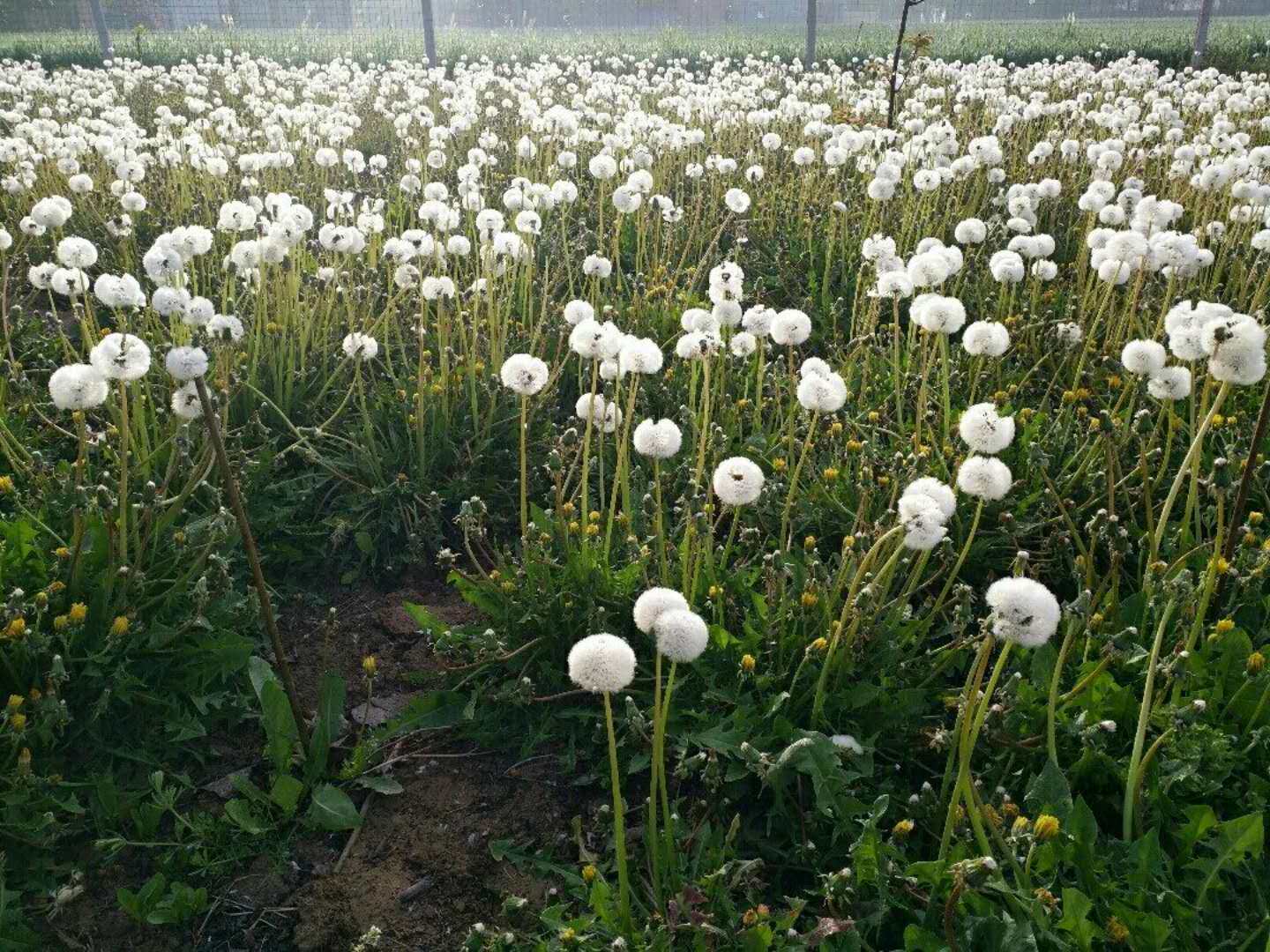 蒲公英巨型多倍体种子种苗华花蒲公草食食用婆婆绿植