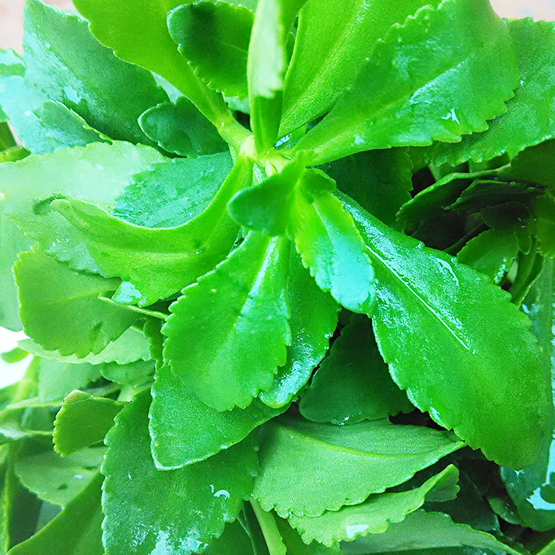 现卖现摘食用新鲜养心菜救心菜救心草景天三七费菜野生蔬菜