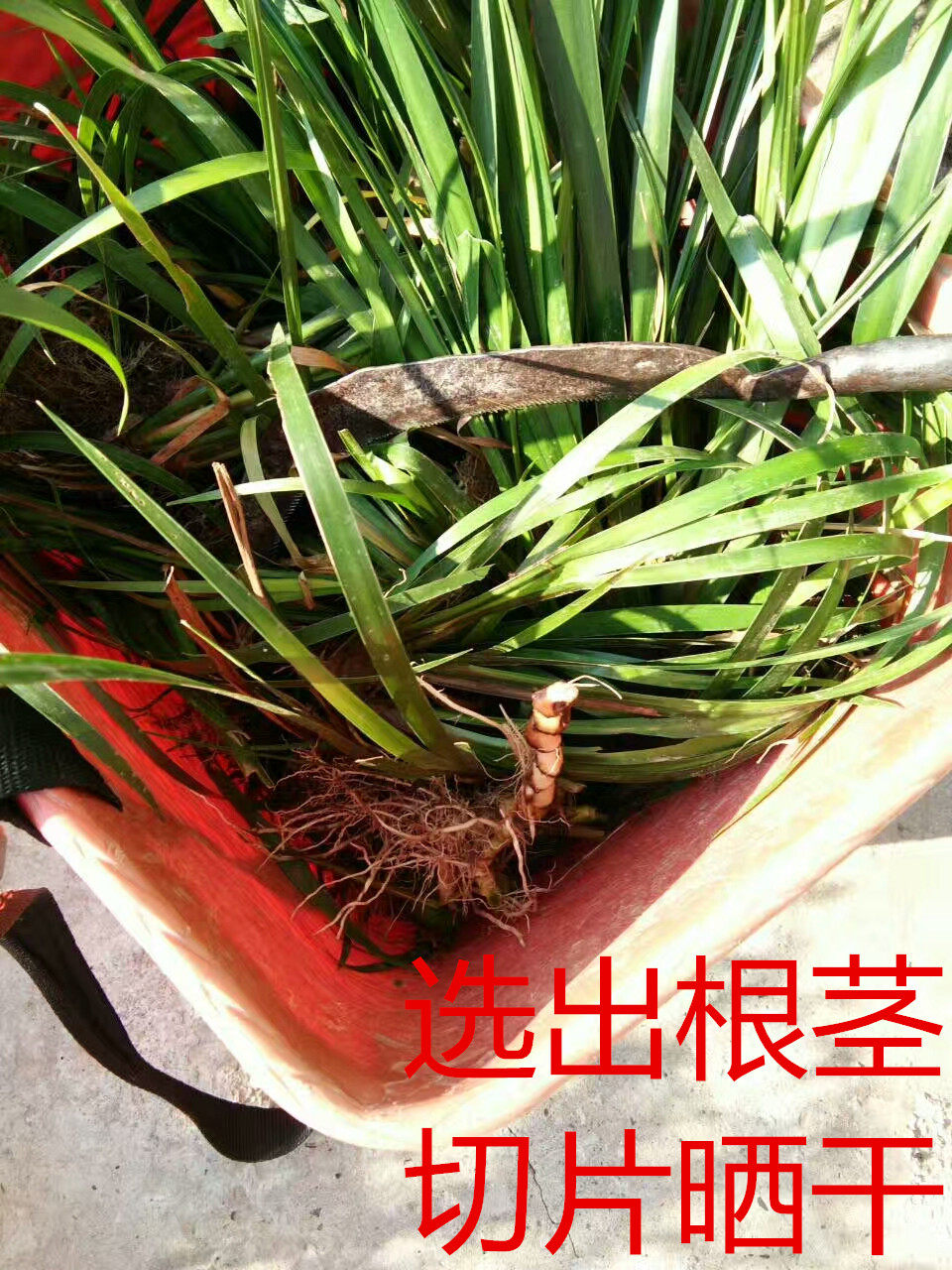 中药材石菖蒲 九节干石水叶根附石250g野生金匮堂
