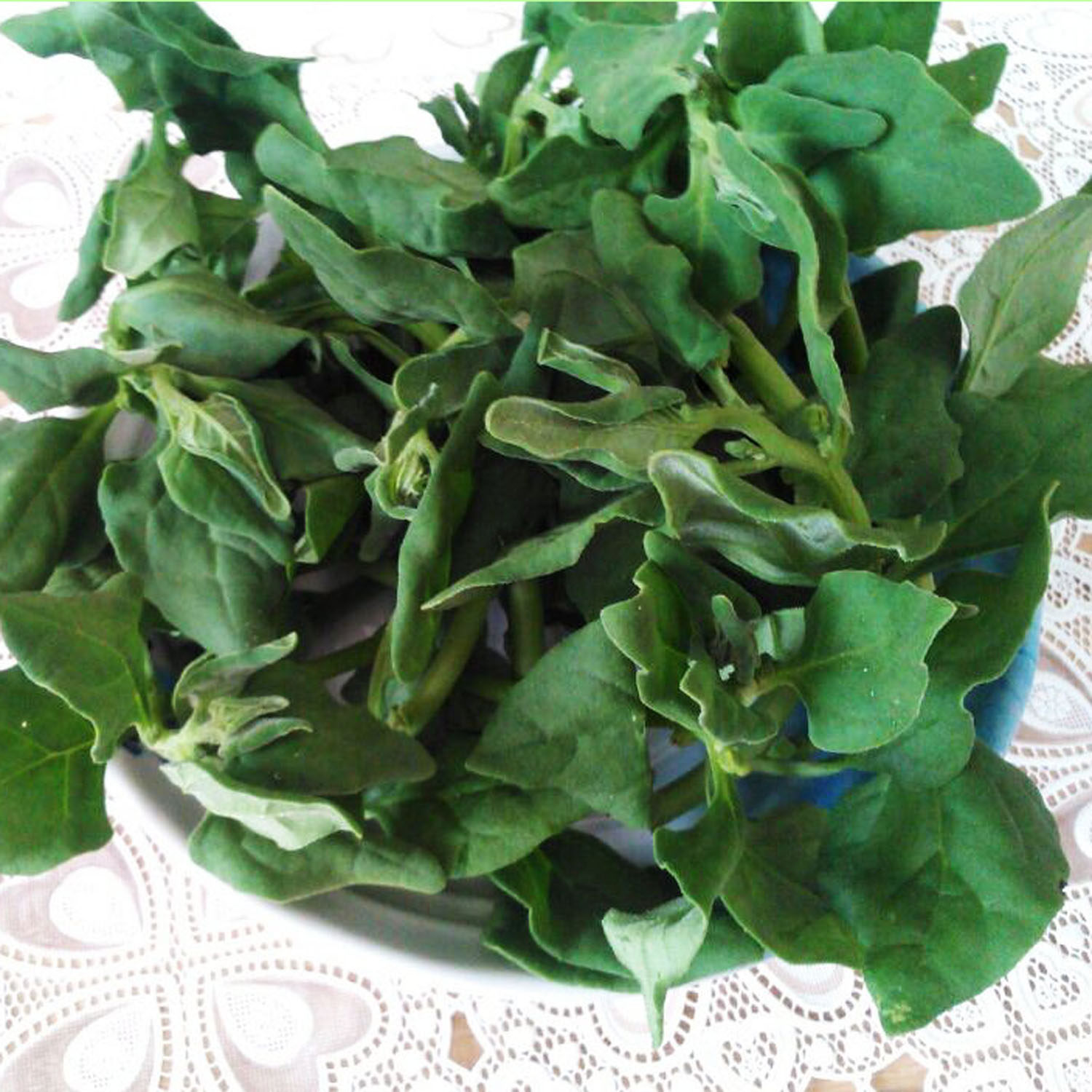 1公斤云南新鲜野菜番杏蕃杏莴苣产地低价直销其它