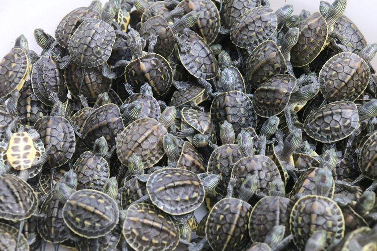 花龟活物小乌龟中华龟苗台湾珍珠活体家养长寿龟