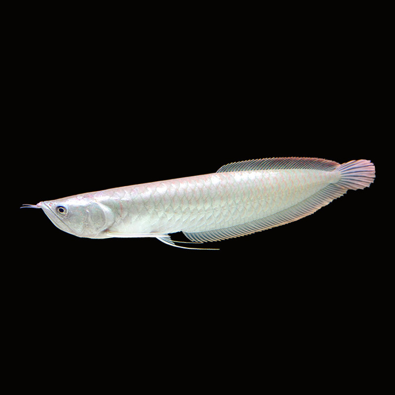 银龙金龙鱼苗幼苗活鱼活体鱼练手鱼小鱼苗热带大型龙鱼观赏金龙鱼