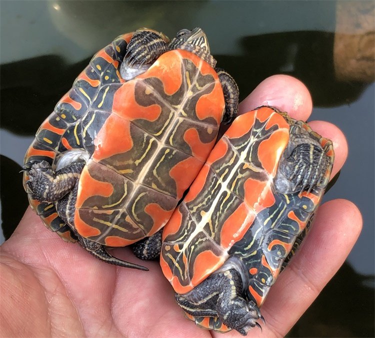 西锦红腹深水鱼缸混养乌龟西部吃粪观赏小乌龟龟