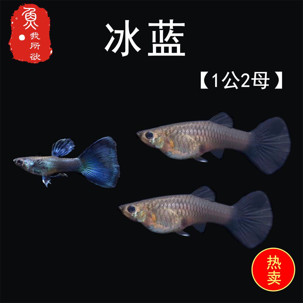 孔雀纯种冰蓝活体孕母临产胎生热带鱼繁殖下崽鱼