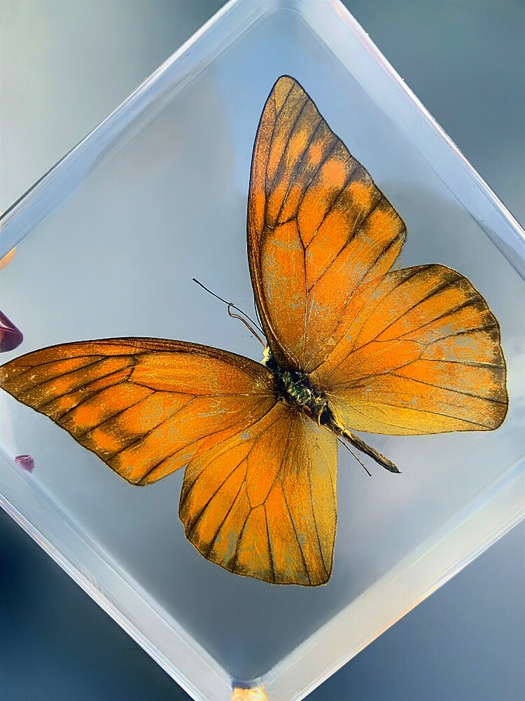 蝴蝶标本天然真实动物树脂本真原蝶琥珀摆件科学实验