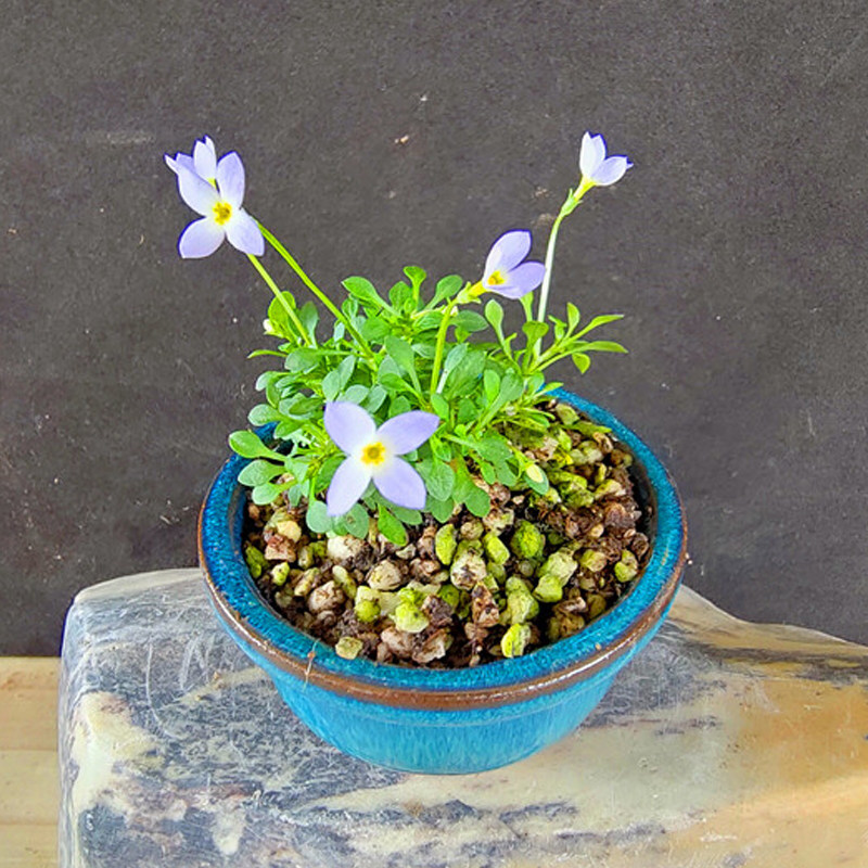 全网稀少北美蓝花耳草盆栽迷你蓝紫色花雏日本时令草本花卉