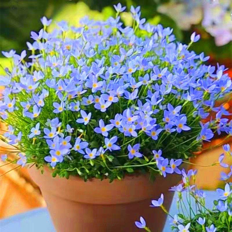 全网稀少北美蓝花耳草盆栽迷你蓝紫色花雏日本时令草本花卉