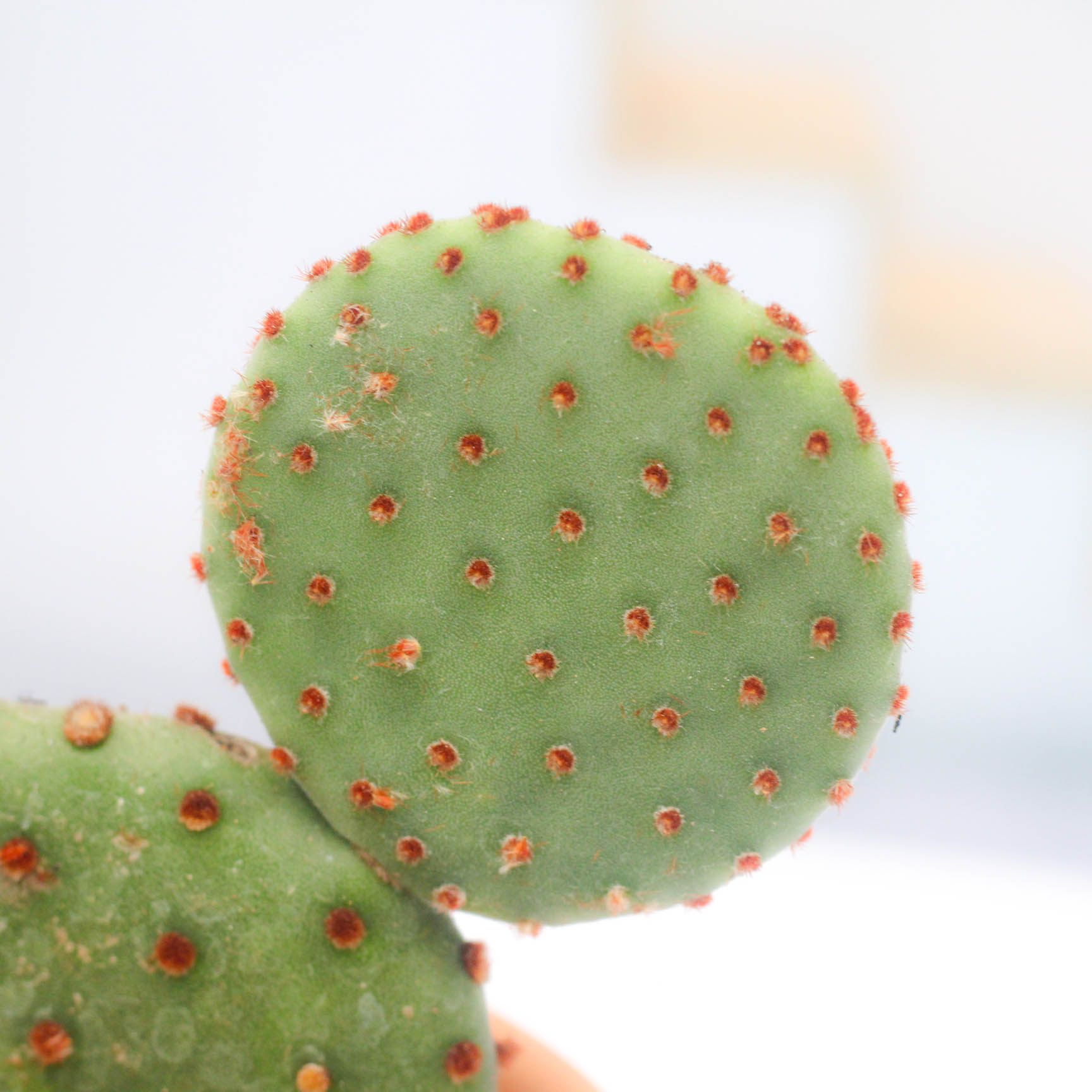 米奇仙人掌红太太古红毛办公办公室室内桌面防辐射多肉植物