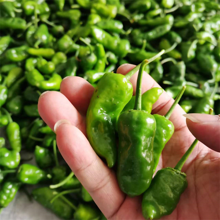 辣椒薄皮余干枫树丰收小青椒江西特产新鲜现摘其它