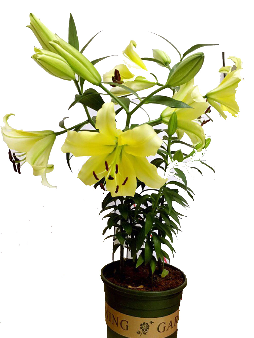 醉美云南ot木门经典香水百合花种球球大花庭院种球