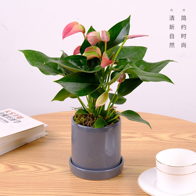 红掌植物室内盆栽一帆风顺办公室家庭水养花卉四季时令草本花卉