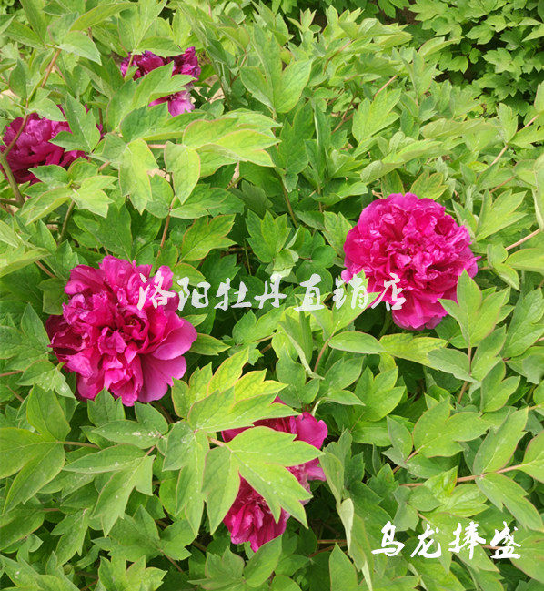 乌龙捧盛正宗河南洛阳精品千层观赏牡丹花大苗时令草本花卉