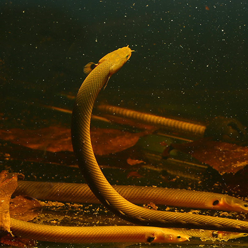 热带鱼稀有宠物水族淡水鱼观赏活体九角龙活体古代鱼