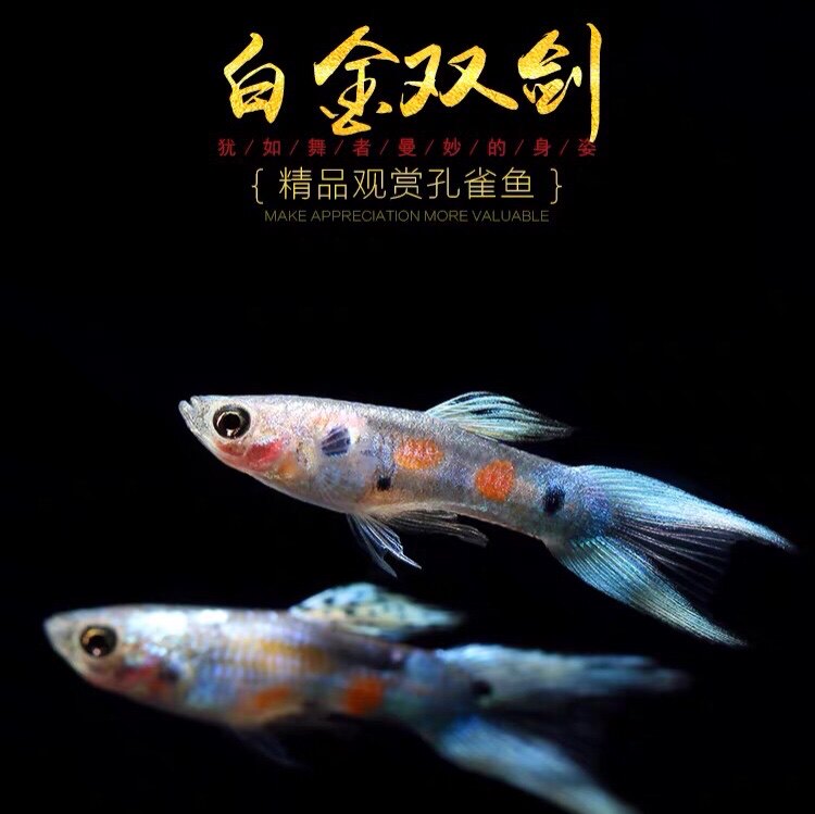 双剑精灵日本安格拉格拉斯银河约克孔雀凤尾鱼易养鱼