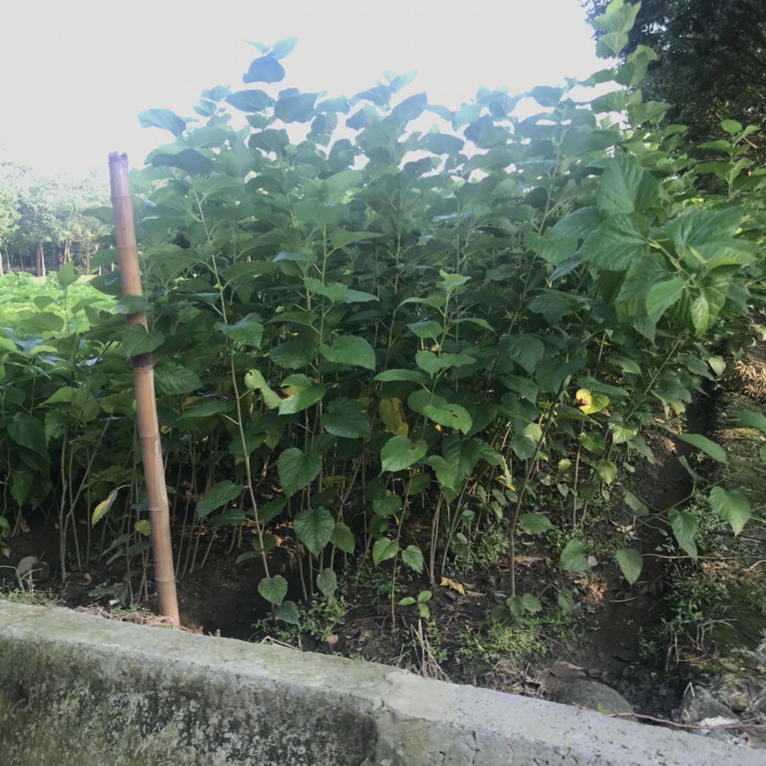 饲料桑蚕用蛋白桑葚树苗嫁接强桑1号农桑苗大叶高野桑苗高产量