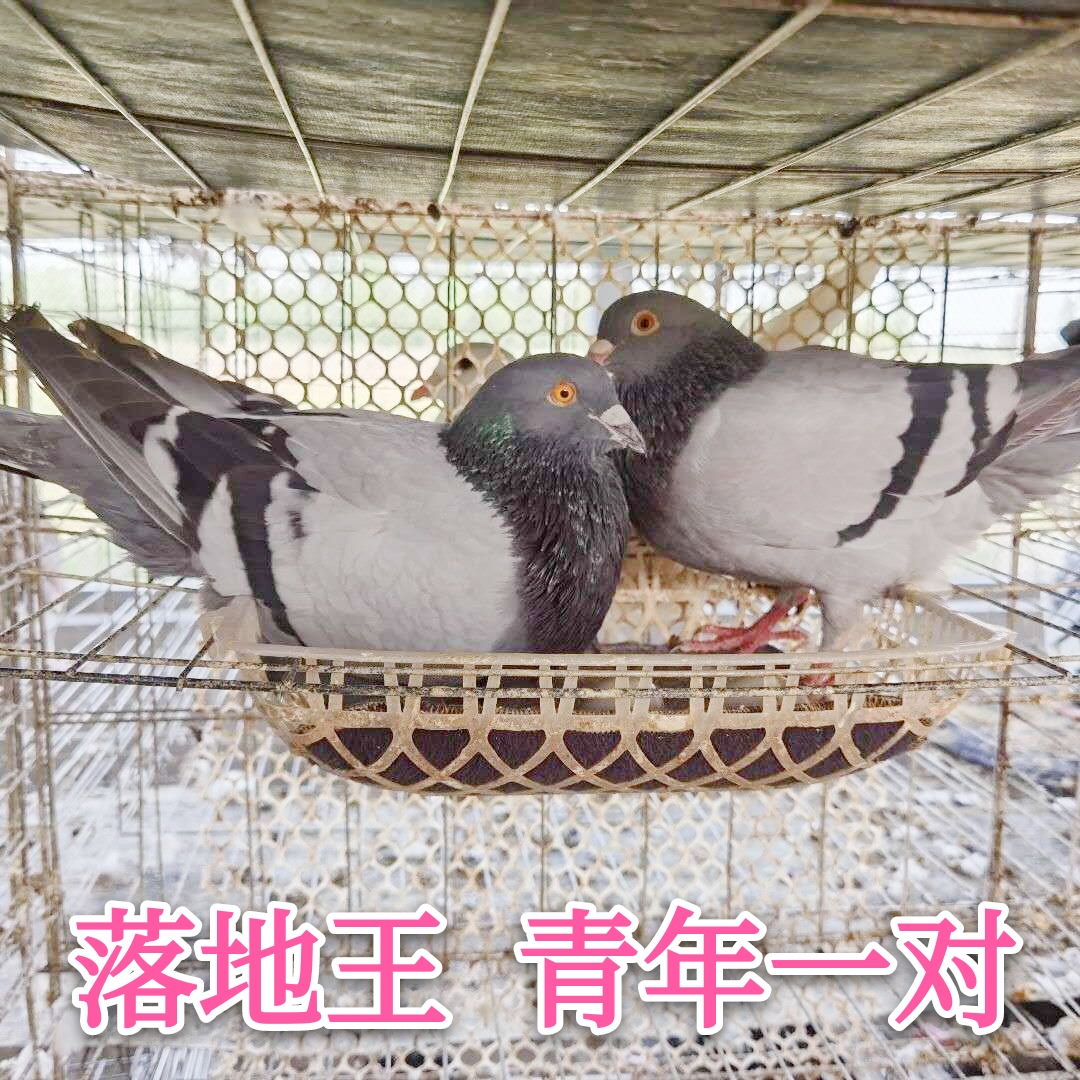 鸽子活一对元宝青年观赏肉鸽落地王幼鸽体银王白羽原配种鸽包繁殖