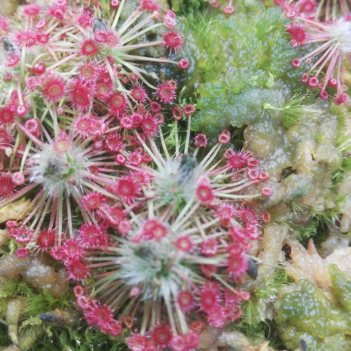 迷你茅膏菜冬卡洛斯晓美玫瑰纤细詹姆斯刺托奥米绿植