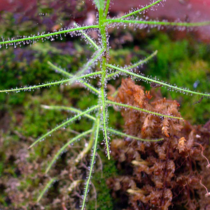 彩虹草种子新奇植物驱蚊扑蝇观花绿植小盆盆栽绿植