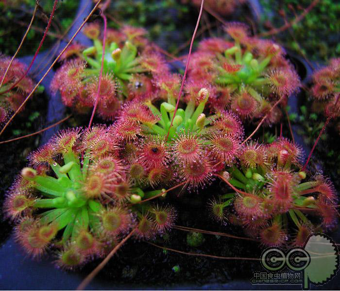 基地自销分享回馈 n多种迷你茅膏菜冬芽 2019新鲜上市 混合冬芽 - 爱