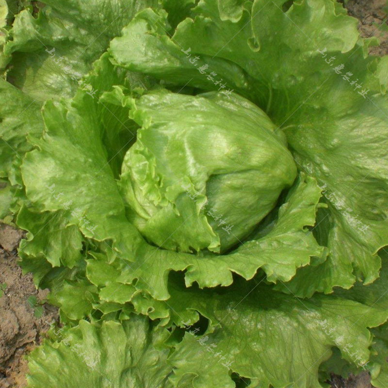 绿剑结球生菜种子春季包心生菜阳台盆栽四季播蔬菜种籽小青菜籽