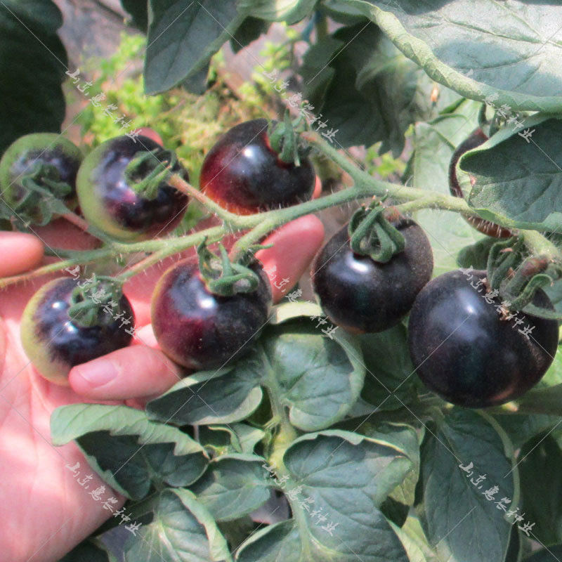 种籽黑骑士小黑番茄阳台樱桃西红柿种孑圣女果种子家庭园艺种子