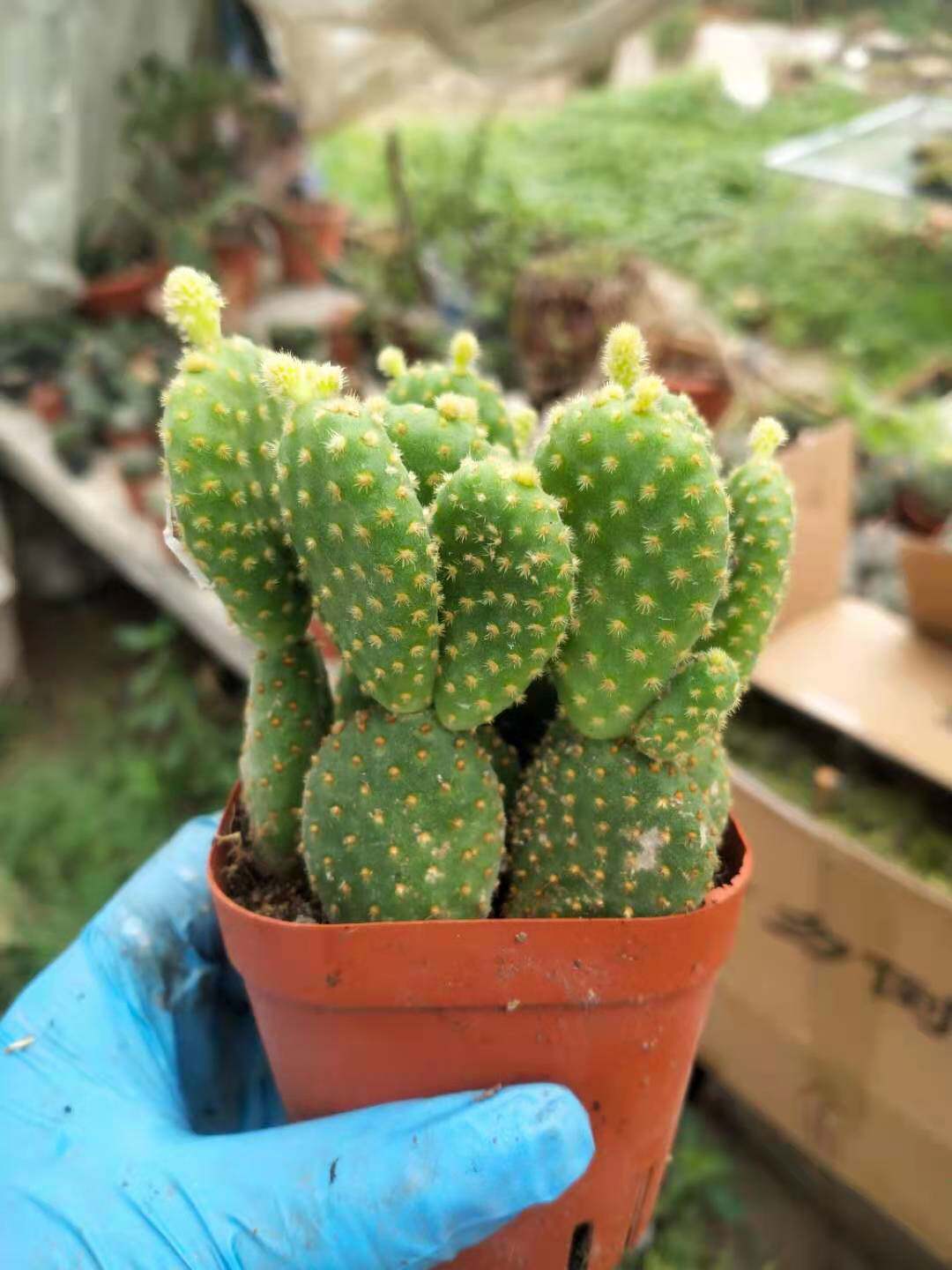 黄毛仙人掌多肉植物办公办公室室内桌面防辐射好养多肉植物