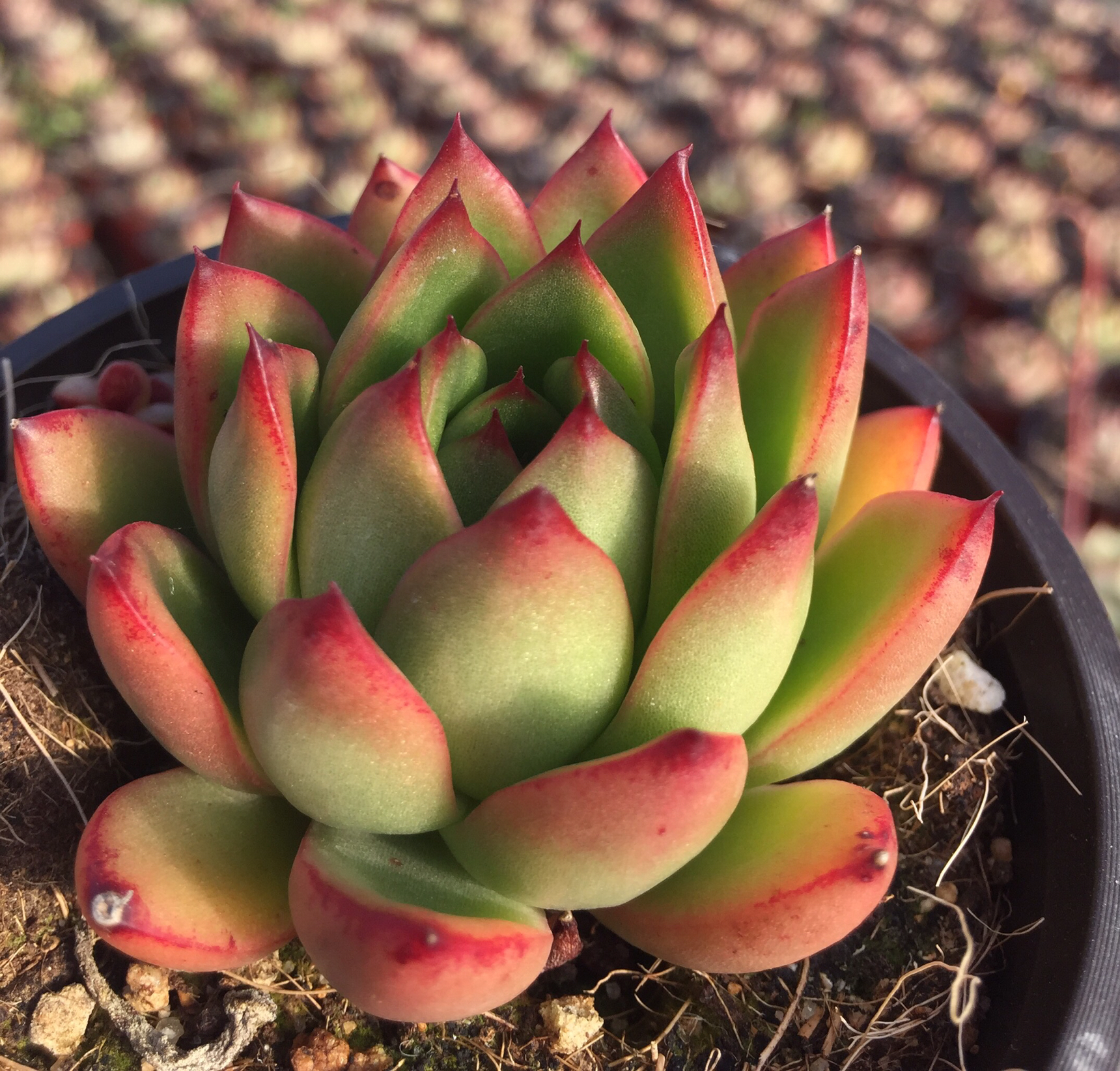 冬云野马双头多肉植物新手超萌肉肉室内花卉多肉植物