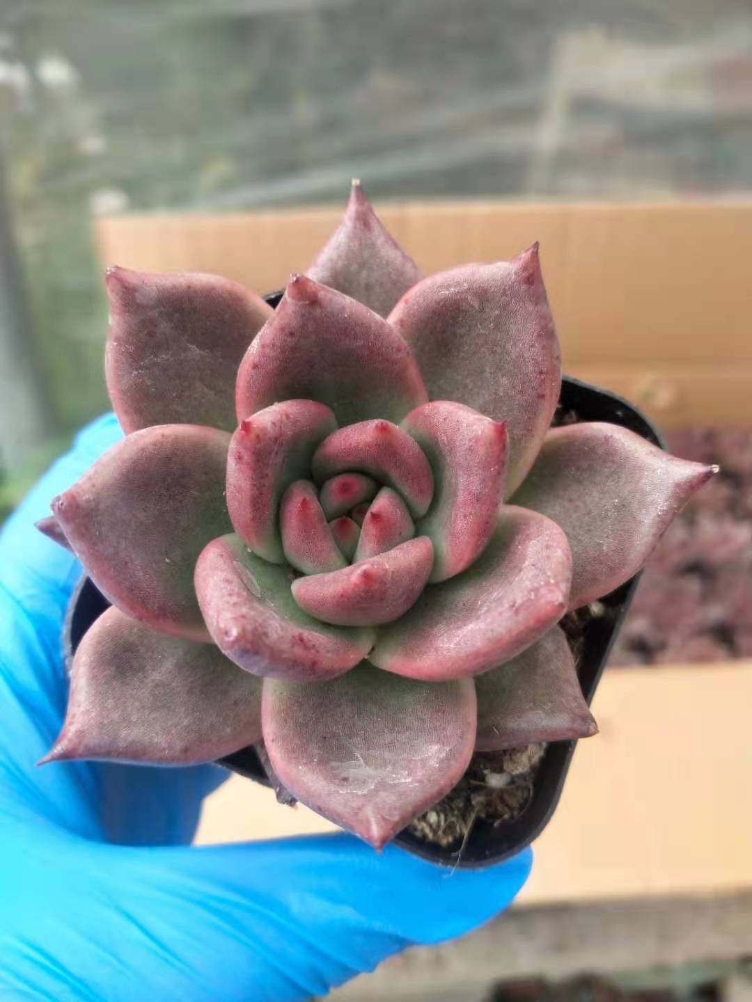 女王水晶玫瑰多肉植物进口防辐射组合迷你盆栽多肉植物