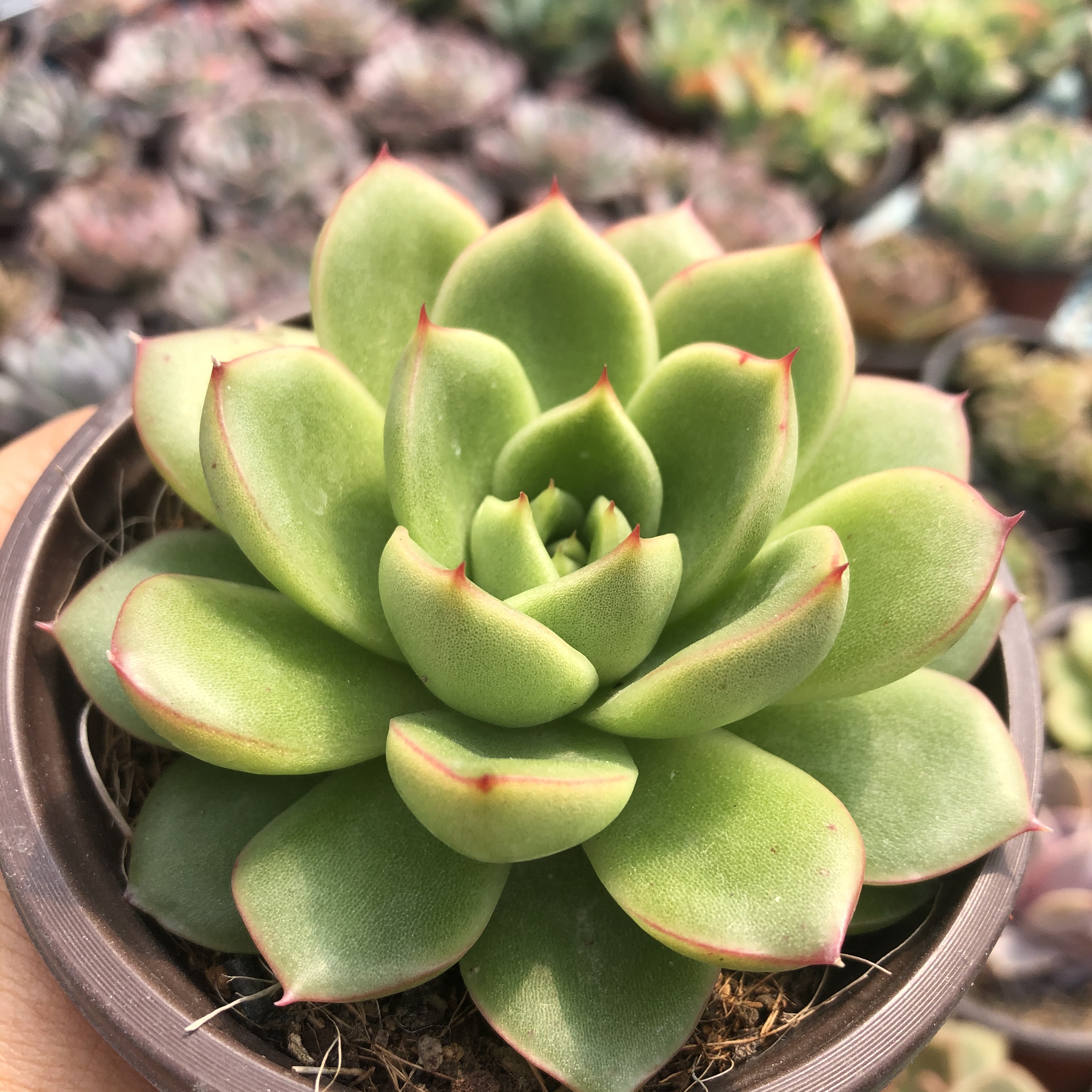 野马冬云双头 冬云系 多肉植物 新手超萌肉肉 室内花卉 组合盆栽