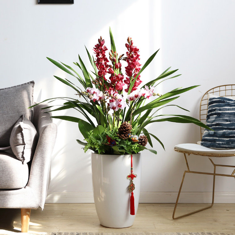 绿植大花蕙兰真花新年喜庆花开富贵花卉居家盆栽大型绿植