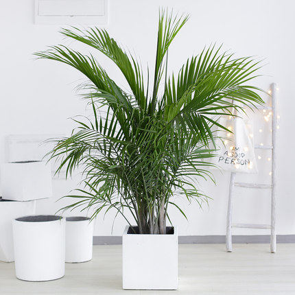 国王椰子喜阳绿植阳台室外盆栽绿植