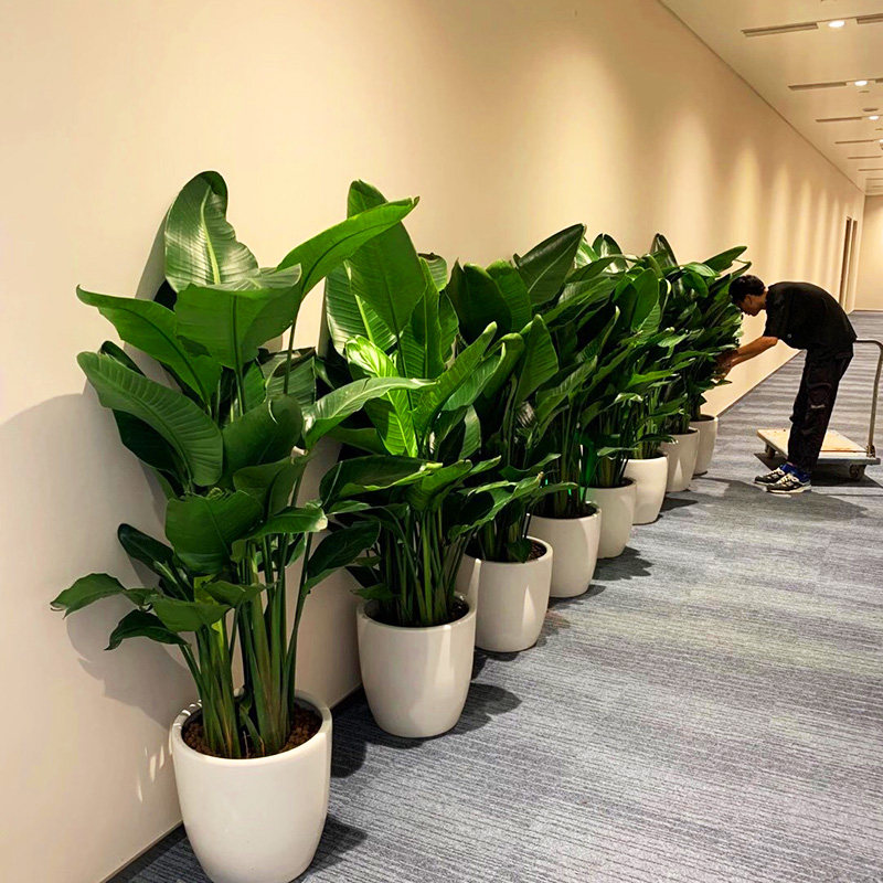 天堂鸟到家绿植大叶叶大叶鹤望兰芭蕉盆栽推荐掌柜大型绿植