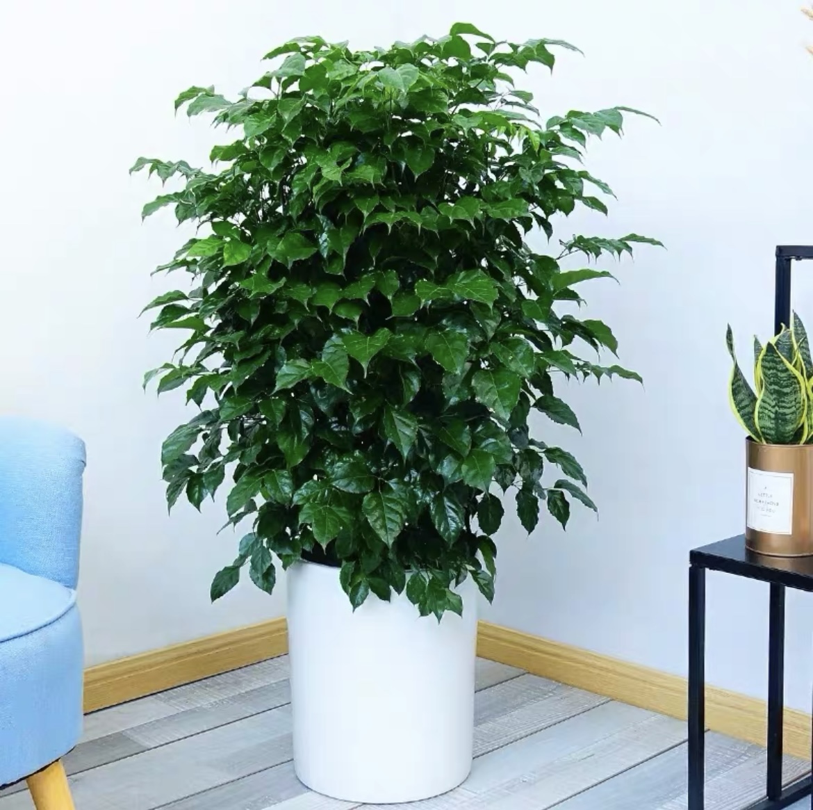 幸福树盆栽绿宝办公室客厅大型绿植净化空气喜阳植物绿植