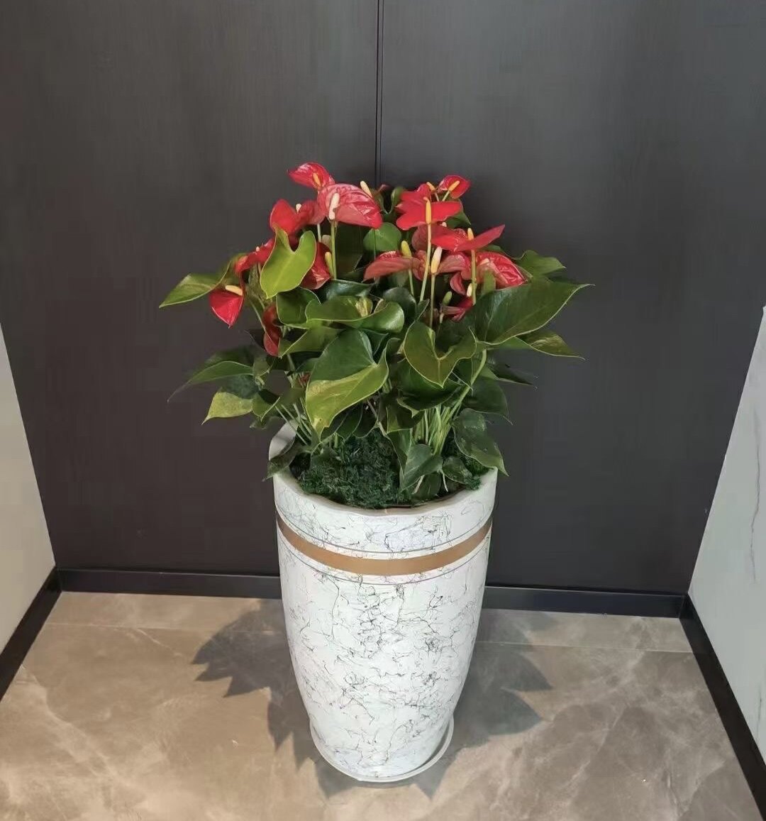 骄阳红掌花卉办公室盆栽客厅桌面水培植物组合大型绿植