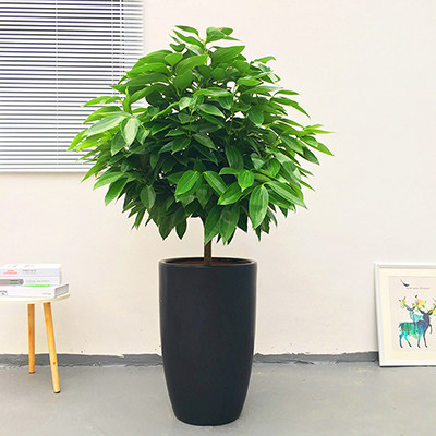 深圳直送平安树肉桂室内常绿大型植物盆栽开业大型绿植