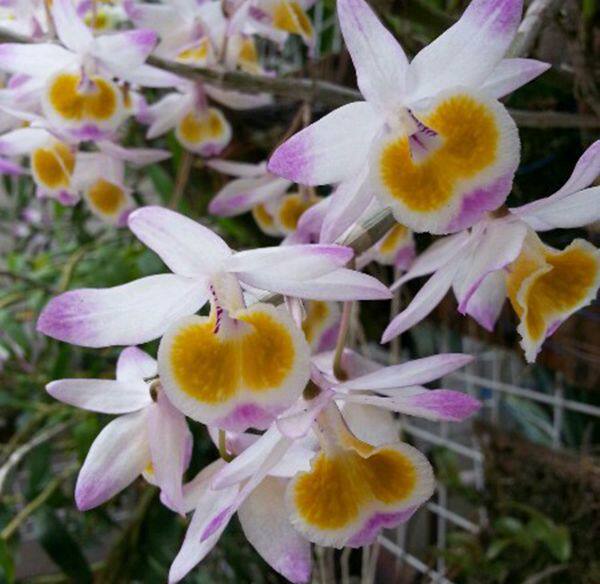 石斛兰花杯鞘云南南洋吊兰附生花卉盆栽绿植花卉