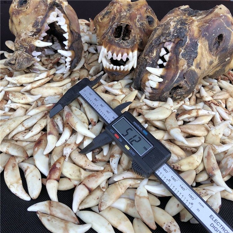 吊坠狼牙黑狗项链藏獒牙狗牙牙牙齿儿童手链项坠