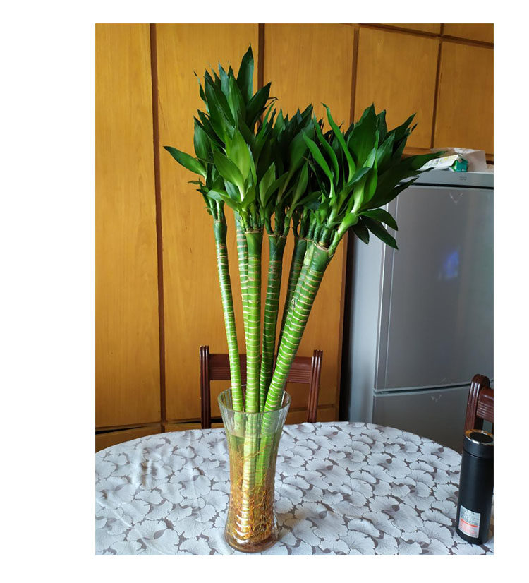 富贵竹水培植物转运竹带根水养龙竹客厅室内绿植绿植