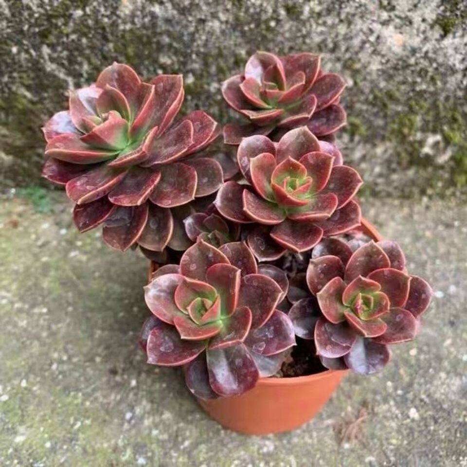 巧克力方砖多肉老桩超大多头群生生肉造型植物组合多肉植物