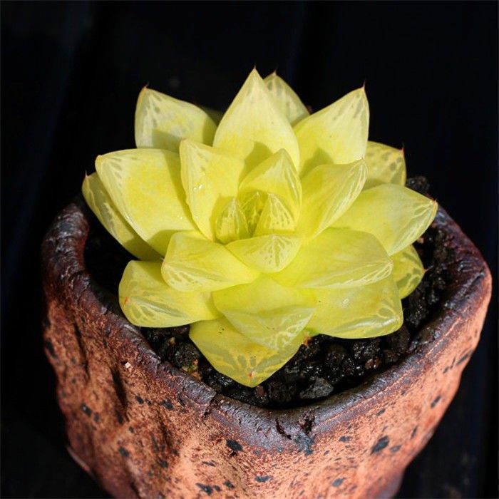 黄金玉露盆栽黄金玉多肉植物好养凝脂菊肉肉多多肉植物