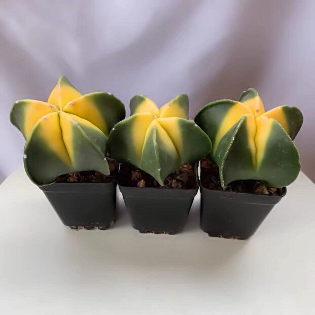 西瓜球星兜锦仙人球吸甲醛盆栽办公室防辐射星兜多肉植物