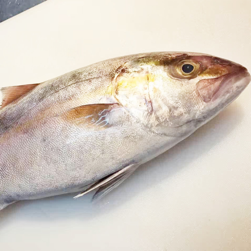 东山岛海钓野生红鱼杜氏鰤红魽刺身级品质新鲜其它