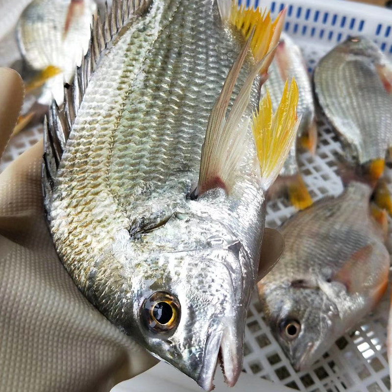 野生黄翅鱼天然海域黄鳍棘海鲜水产24条一斤胶辣其它